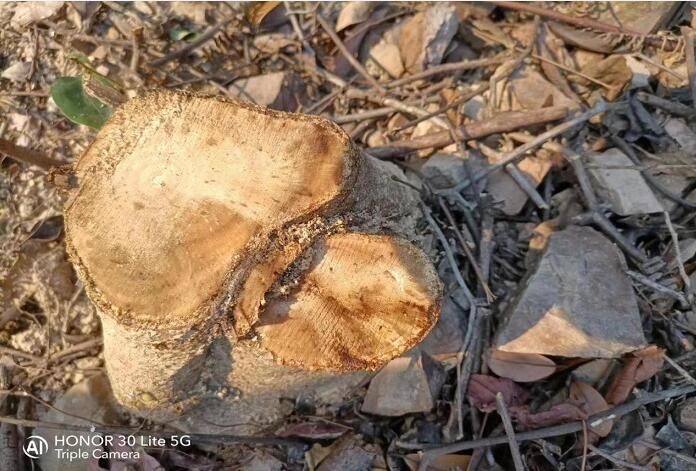 东莞市林业局：已有处理结果到底是什么结果？